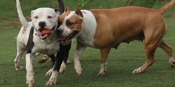 Dos pitbull defendieron a su dueña de un ladrón y le destrozaron la pierna\u002E