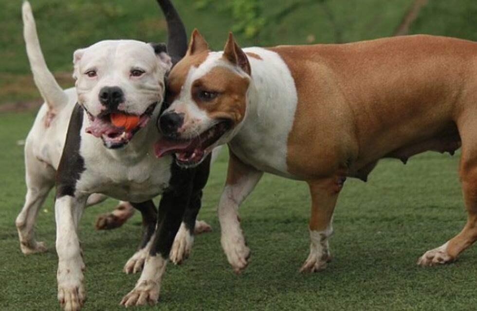 Pitbull que defendieron a su dueña: récord de firmas en la petición para que no los sacrificaran