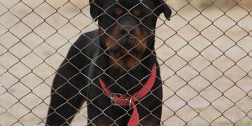 Uno de los perros que atacó al niño era un rotwailler