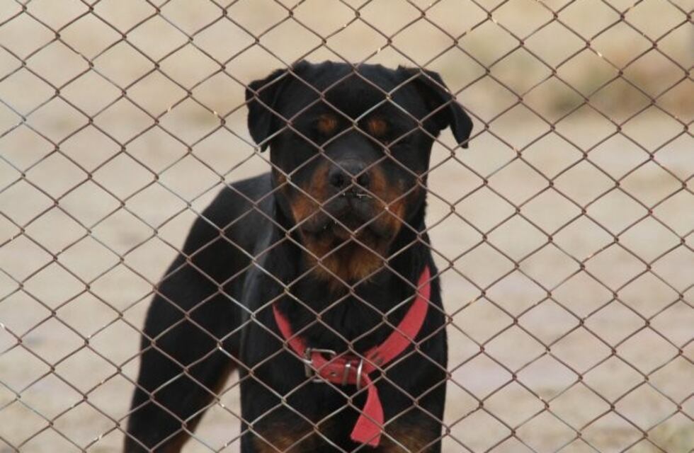 Dramático: dos perros mataron a un niño de un año en Río Segundo