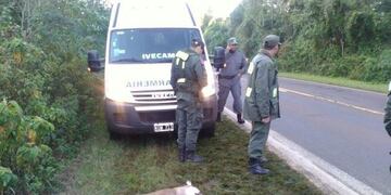 Atropellaron a un puma en Parque Iguazú\u002E (Foto: Misiones Online)