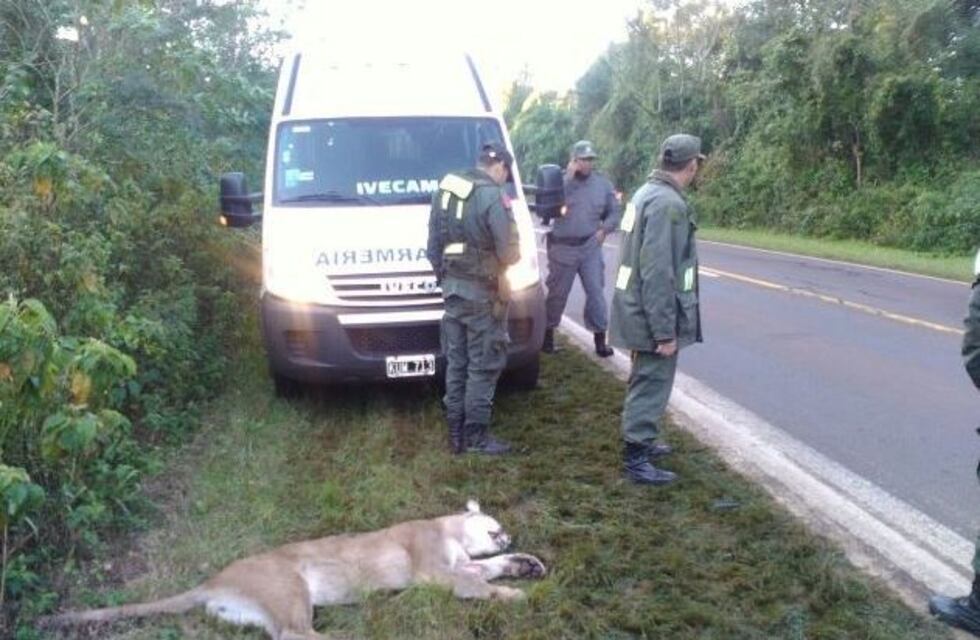 Convocaron a una marcha por la muerte del puma en Iguazú