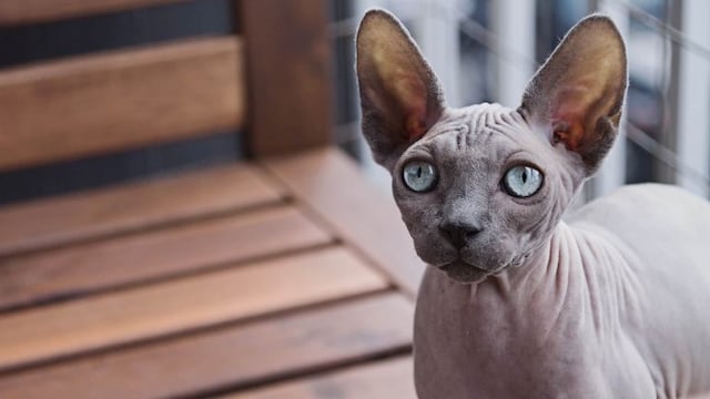 Polémica por una nueva tendencia que propone tatuar a los gatos