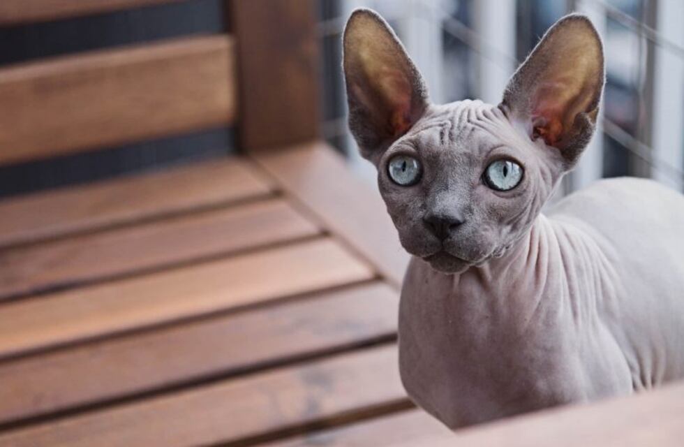 Polémica por una nueva tendencia que propone tatuar a los gatos
