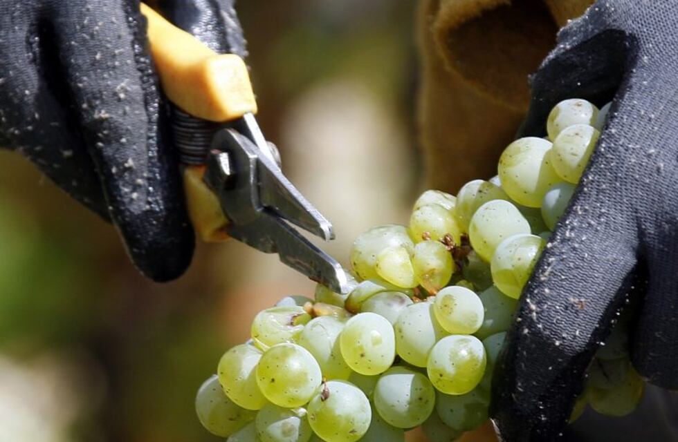 Vitivinicultura: Se desarrollará una jornada de iniciación a la actividad