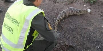 Los gendarmes rescataron el yacaré overo que se encontraba atado en sus patas y boca\u002E