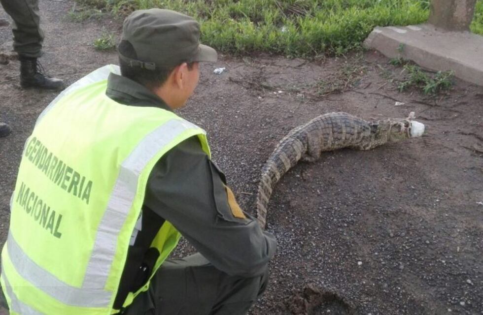 Dos yacarés fueron rescatados en Barrancas y Maciel y devueltos a su hábitat natural