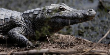 Se han detectado varios ejemplares en Tucumán aunque no los han podido atrapar\u002E