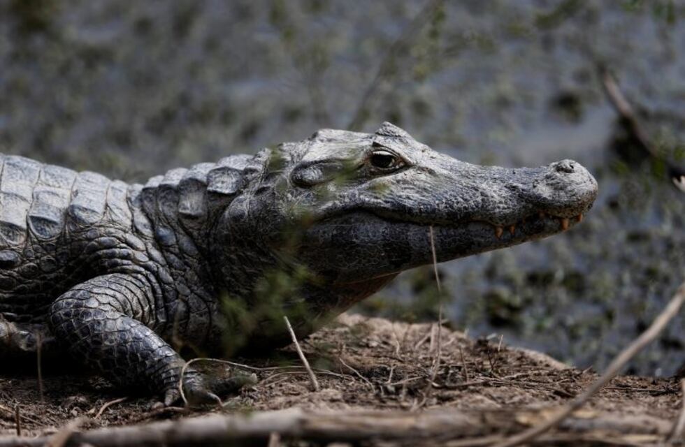 ¿Qué hacer si te encontrás con un yacaré?