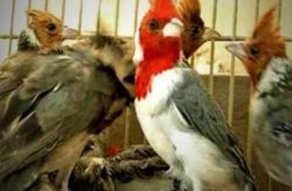 Liberaron a 40 aves autóctonas que habían sido secuestradas en un operativo de la Ciudad de Buenos Aires