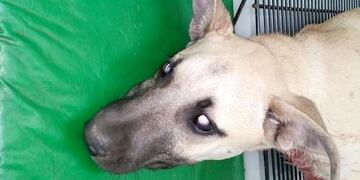 Perrita apuñalada en San Rafael