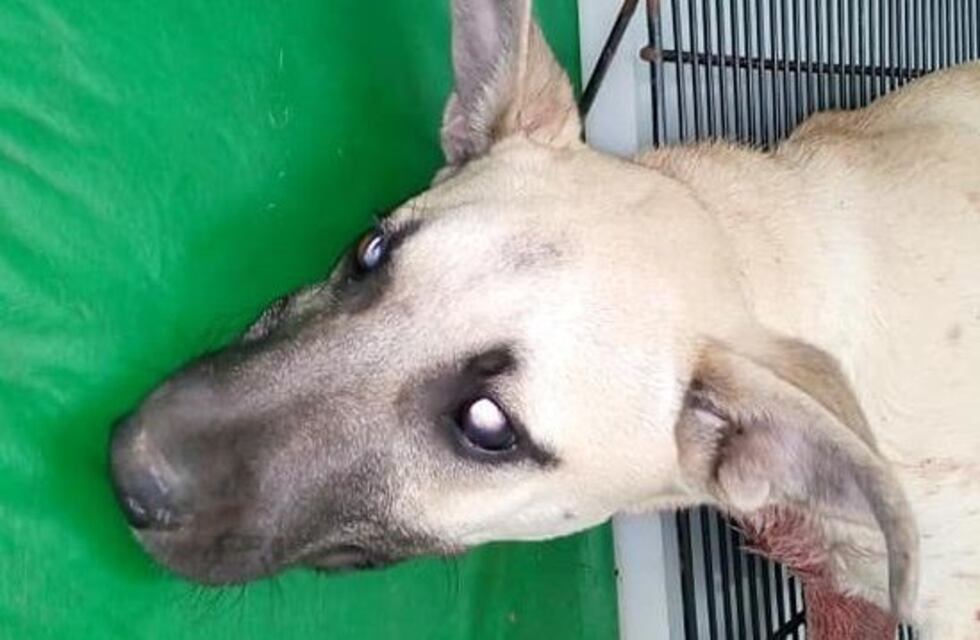 Un hombre destripó a una perra frente a sus dueños