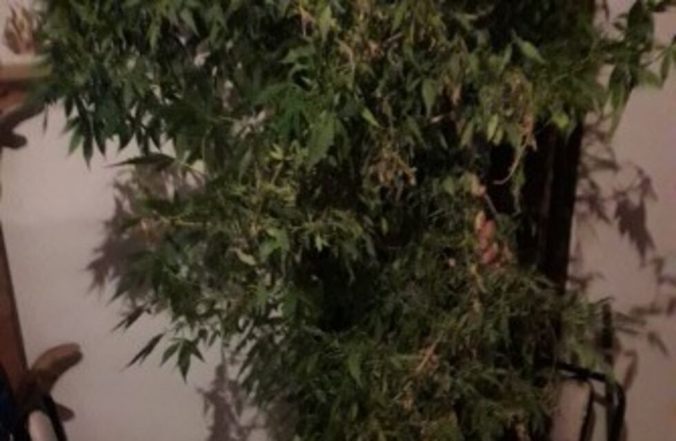 Secuestraron marihuana y cocaína en Luján de Cuyo