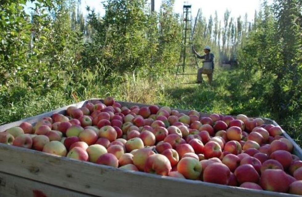 "Hay que extremar los controles" para exportar fruta a Brasil, dijo Weretilneck