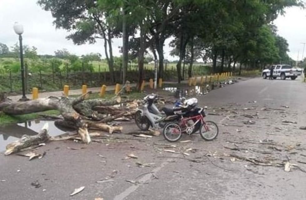 Cayó un árbol en Orán y casi mata a un hombre y a sus hijos