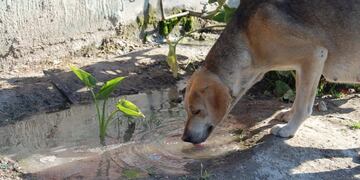 Los dueños de los perros deberán pagar $100 por dia\u002E