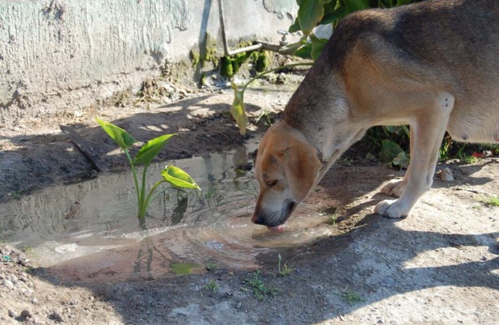 En Justo Daract multarán a los dueños de los perros que deambulen en la calle