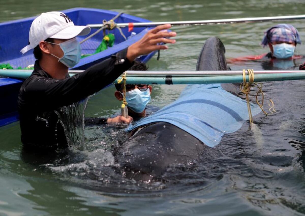 Murió una ballena en Tailandia luego de tragarse ochenta bolsas de plástico\u002E (Foto: EFE/EPA/STR THAILAND OUT)