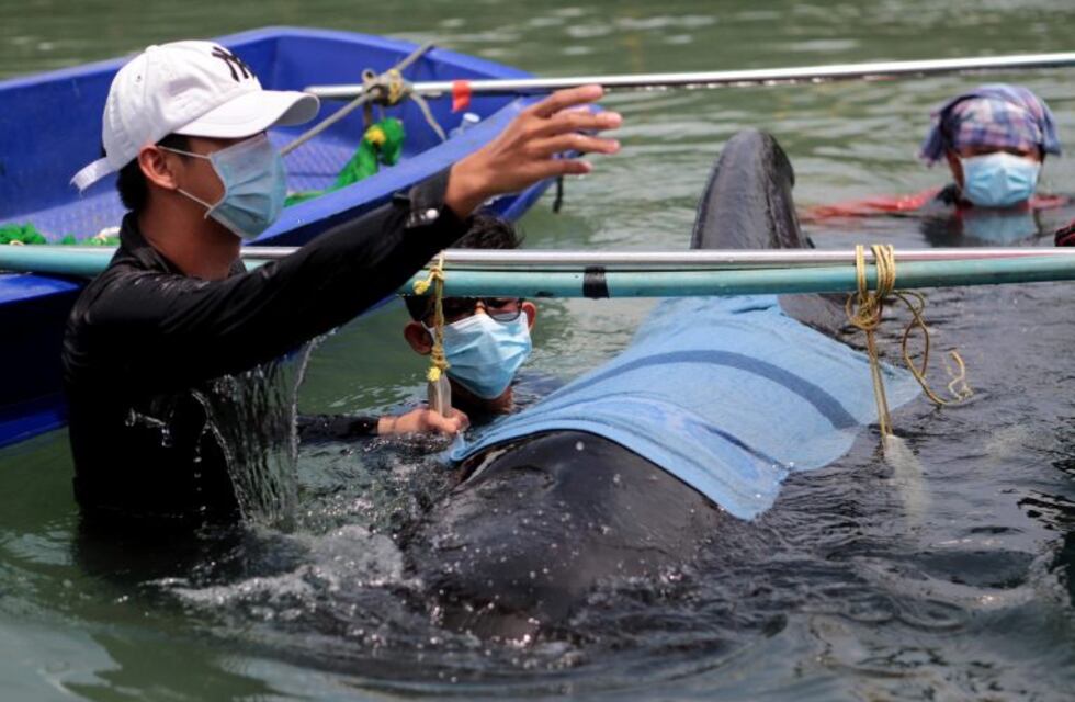 Murió una ballena en Tailandia luego de tragarse ochenta bolsas de plástico