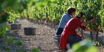 Más de 3000 desempleados ya se inscribieron para participar de la cosecha de uva esta temporada