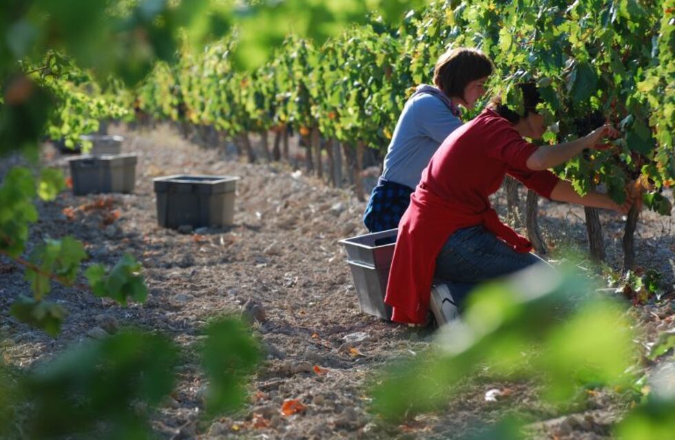 Ya hay más de 3000 inscriptos para cosechar