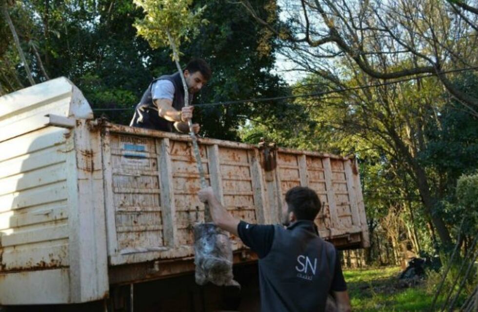 Con el fin del Mes del Árbol, se contabilizaron cerca de 3 mil nuevos ejemplares en la ciudad