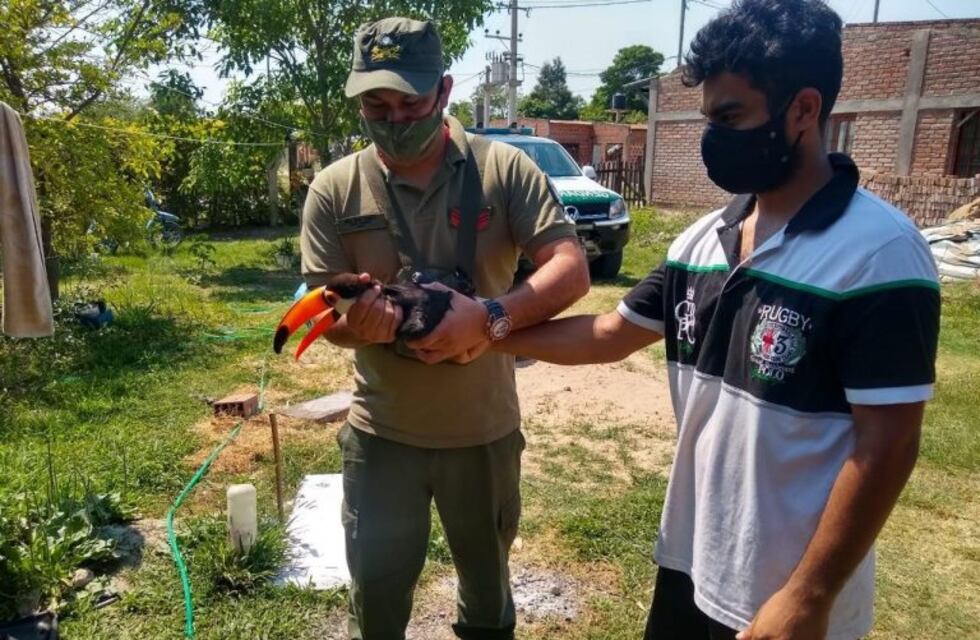 Rescataron en Hipólito Yrigoyen a un tucán herido