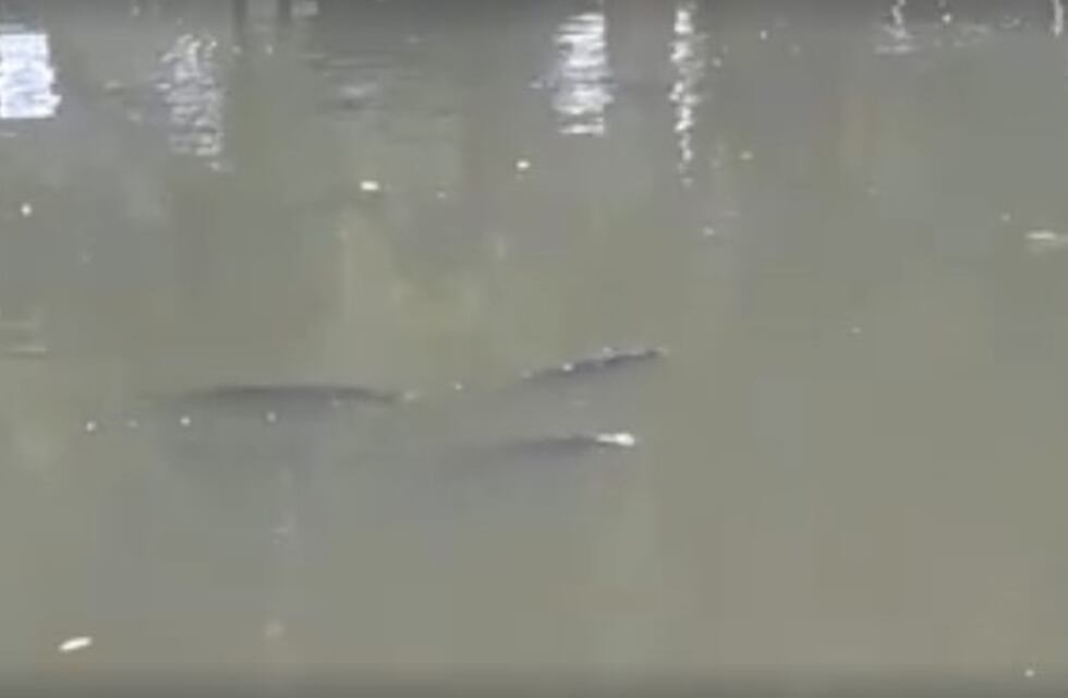 Tapalqué: aparecieron peces muertos en la superficie del arroyo