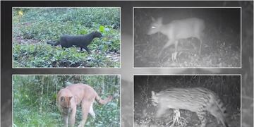 Ante la presencia de un puma en una chacra de Andresito, pusieron cámaras y su registro mostró muchos otros animales
