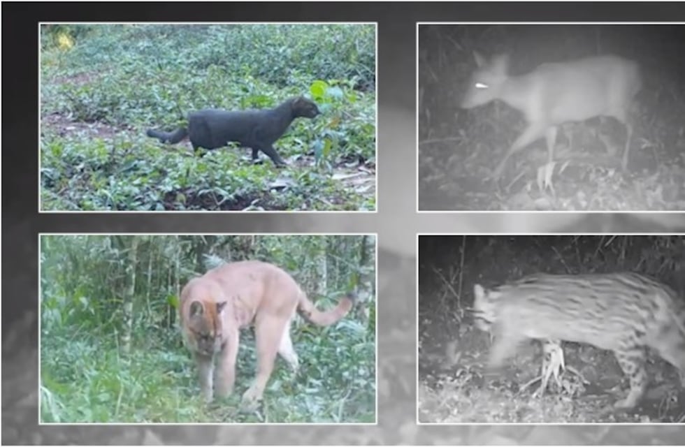 Ante la presencia de un puma en una chacra de Andresito, pusieron cámaras y su registro mostró muchos otros animales