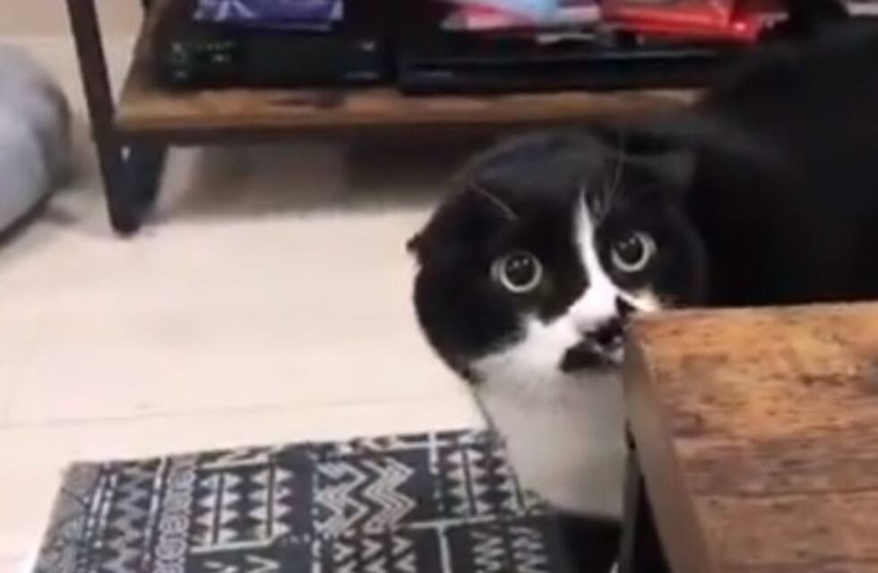 El gato ruso que maúlla "Love you, love you, yeah"