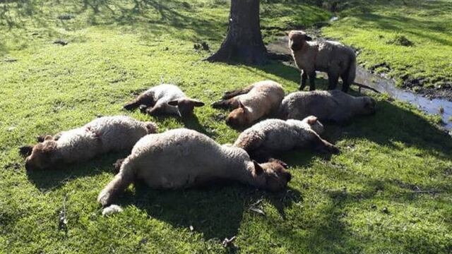Ovinos muertos en Líbaros\nCrédito: 03442