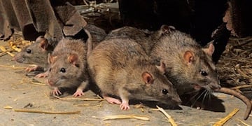 Roedores\u002E