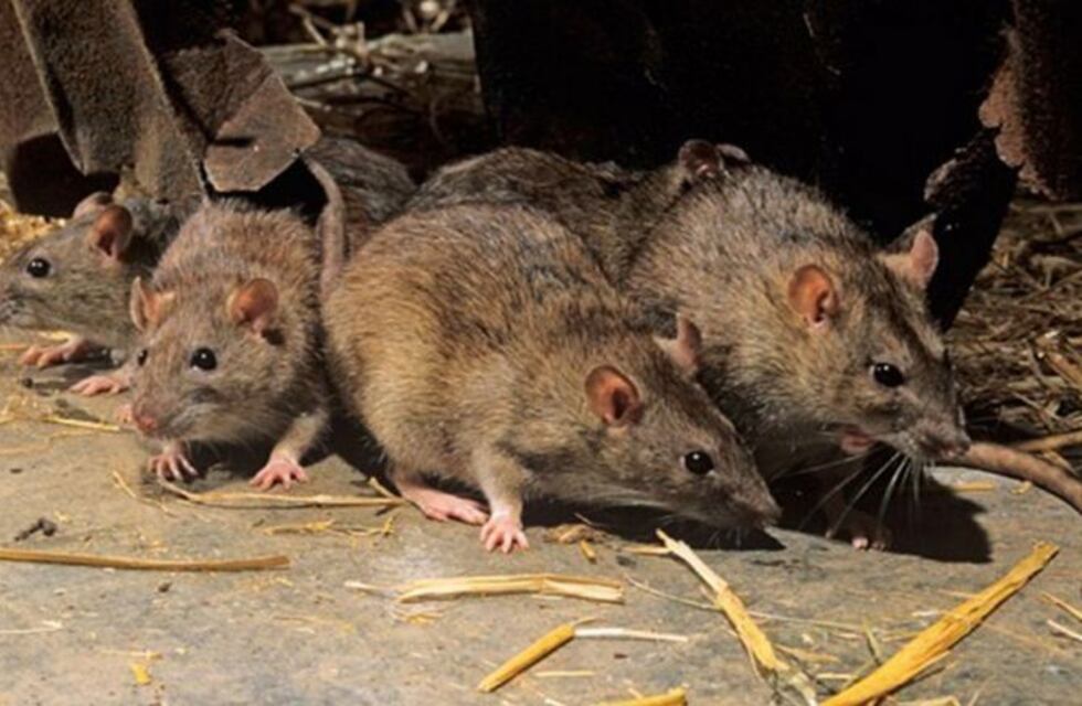 Acciones conjuntas entre el municipio y empresas de control de plagas