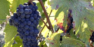 racimos de uva uvas\r\n\r\nA bunch of grapes is seen during the harvest in Fabbri's vineyard in the Chiantishire in Tuscany, south of Florence, October 4, 2011\u002E Much of the recovery of the wine market in Europe will depend in large part on how fast the economies there recover and lift the uncertainty that is depressing the market\u002E Picture taken October 4, 2011\u002E   REUTERS/Giampiero Sposito  ( ITALY - Tags: AGRICULTURE BUSINESS FOOD) italia toscana  italia viñedo Fabbri industria vitivinicola viñedos vino vinos