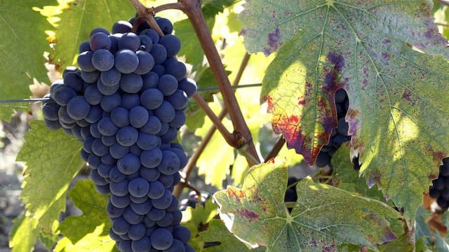 racimos de uva uvas\r\n\r\nA bunch of grapes is seen during the harvest in Fabbri's vineyard in the Chiantishire in Tuscany, south of Florence, October 4, 2011\u002E Much of the recovery of the wine market in Europe will depend in large part on how fast the economies there recover and lift the uncertainty that is depressing the market\u002E Picture taken October 4, 2011\u002E   REUTERS/Giampiero Sposito  ( ITALY - Tags: AGRICULTURE BUSINESS FOOD) italia toscana  italia viñedo Fabbri industria vitivinicola viñedos vino vinos