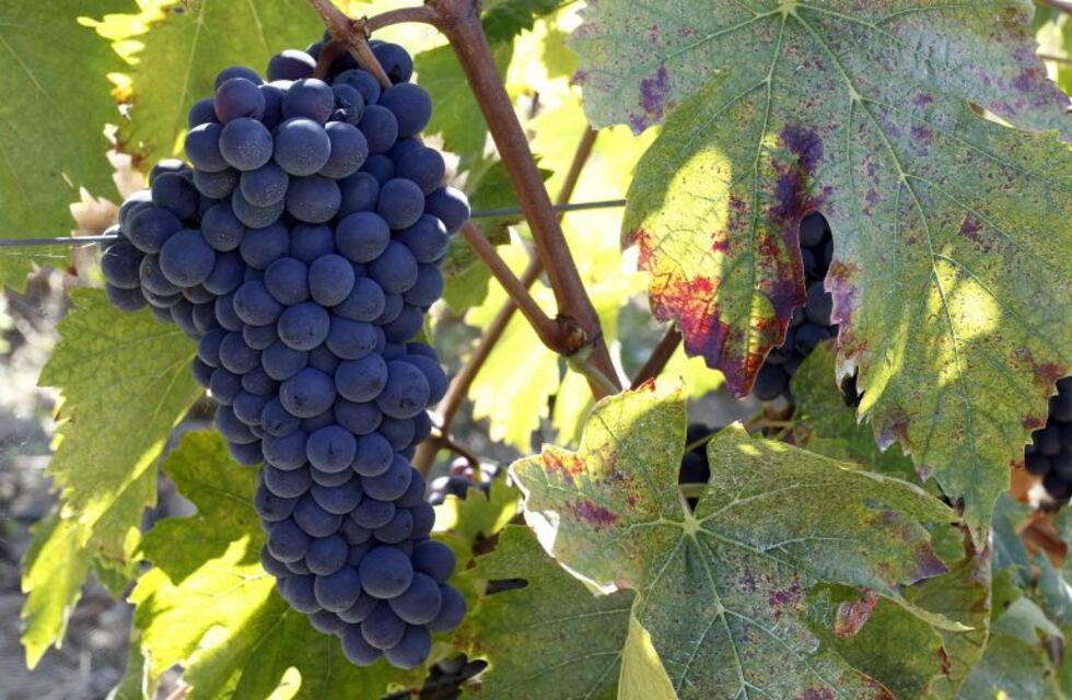 Comodoro apuesta a la producción vitivinícola