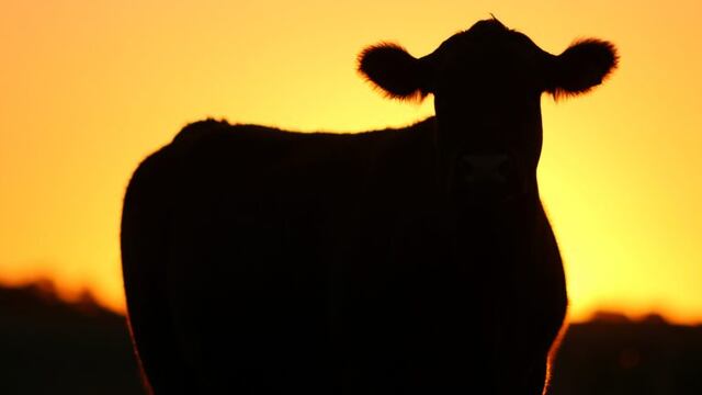 vaca atardecer - Miramar - Ramiro Bustinza
