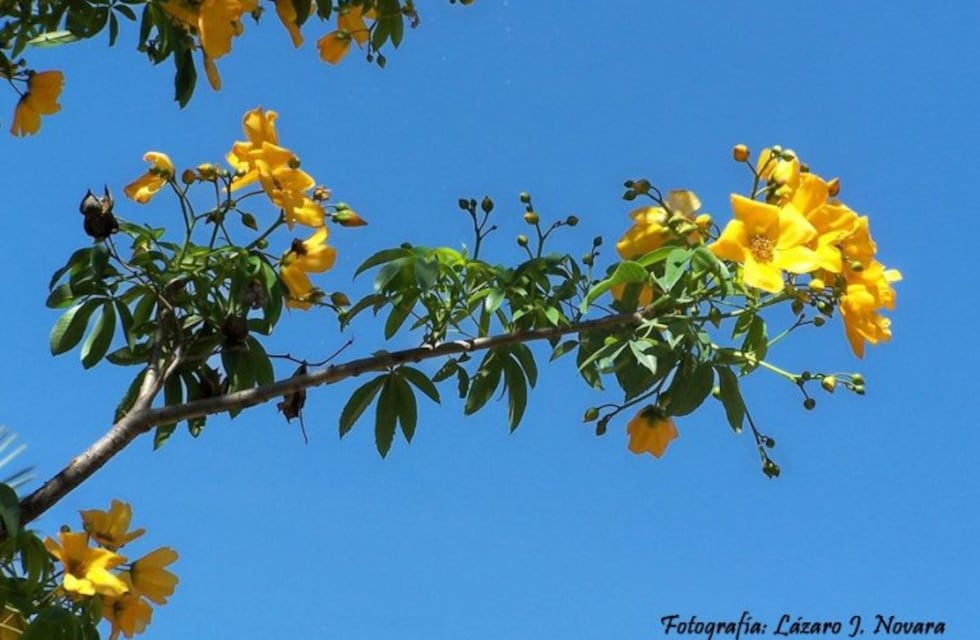 La flor y el árbol provincial de Salta: una propuesta olvidada