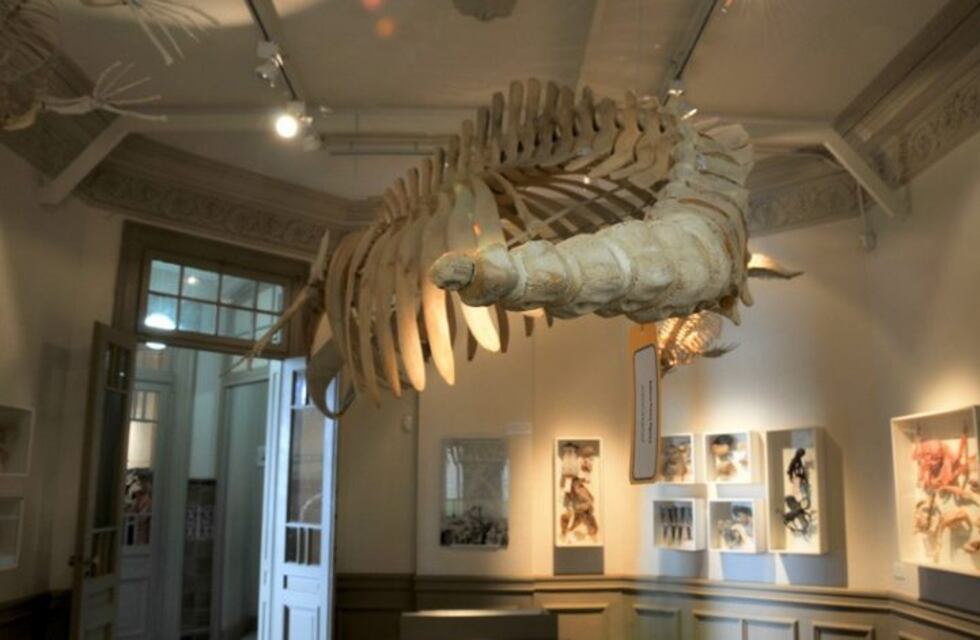 Coronavirus: Biblioteca y Museos provinciales permanecerán cerrados hasta nuevo aviso