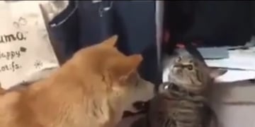 Este gato no dudó en enfrentarse a un perro y demostrarle quién manda en la casa