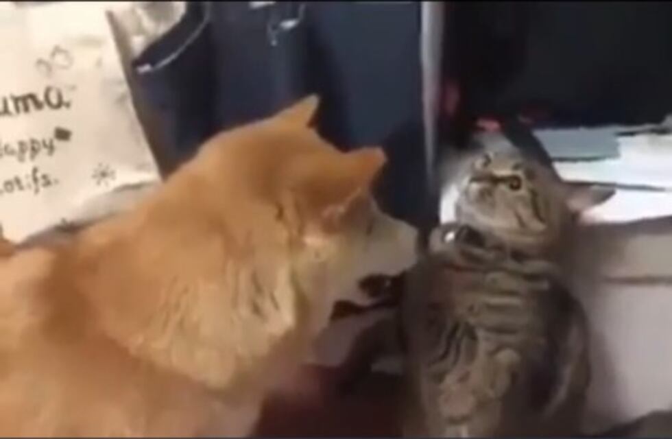 Este gato no dudó en enfrentarse a un perro y demostrarle quién manda en la casa
