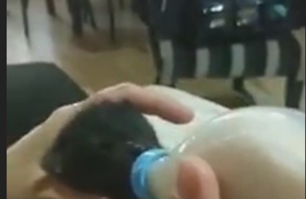 Puerto Rico: salvaron a una cría de zorro de un incendio