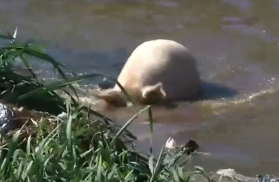 Después de la lluvia una repentina crecida del arroyo Ludueña que hasta arrastró un chancho vivo