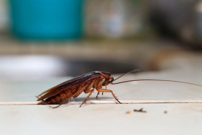 Un grupo de científicas del CONICET dieron consejos para combatir las cucarachas en La Plata