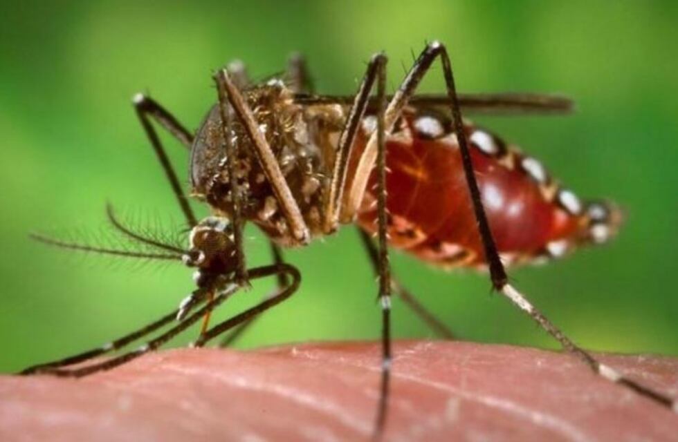 Continúa la lucha contra el dengue en Carlos Paz