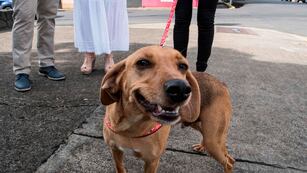 El pequeño can y su dueño salieron a las calles de Córdoba y se hicieron virales.