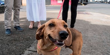 El pequeño can y su dueño salieron a las calles de Córdoba y se hicieron virales.