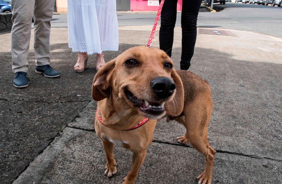 Insólito viaje en Córdoba: un vecino sacó a pasear a su perro de una particular manera y se hizo viral