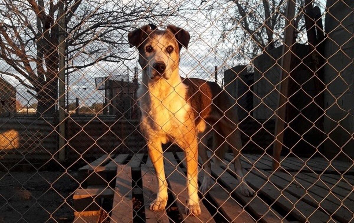 La Protectora de Animales promueve la campaña bajo la consigna \